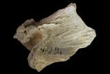 2.9" Dinosaur Braincase Section - Alberta (Disposition #000028-29) - #132029-5